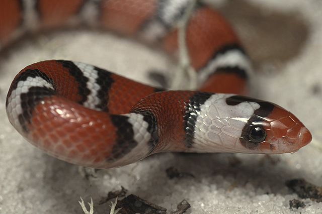 Scarlet snake Scharlachnatter Mimikri von Alessandro Catenazzi 